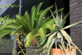Aloe ferox RCP7-2020 (26) - front right.JPG